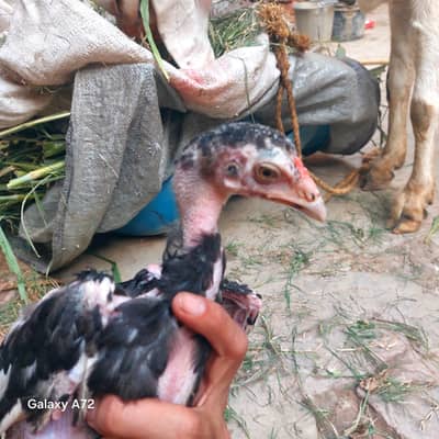 aseel chiks fore sale watsapp no 03045672891