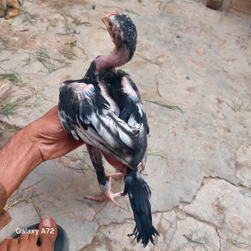 aseel chiks fore sale watsapp no 03045672891 — photo 3