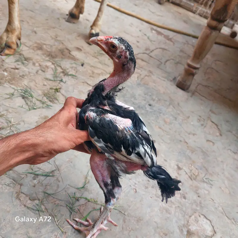 aseel chiks fore sale watsapp no 03045672891 — photo 4