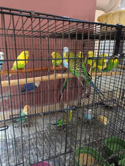 Australia budgies and Lovebirds for sale