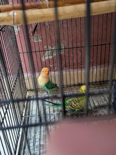 Lovebirds for sale