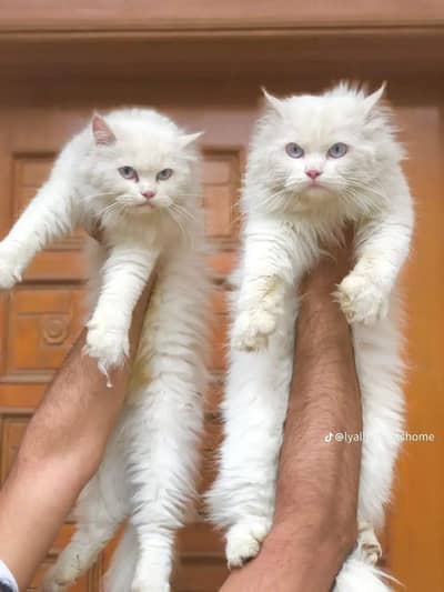 Persian Punch face triple coat cat Kitten