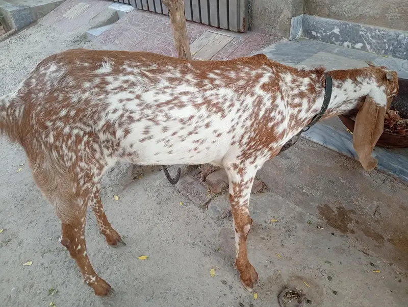 Makichinii Nasal 15 months ki hy 03007693236 — photo 2