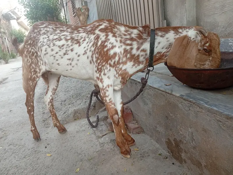 Makichinii Nasal 15 months ki hy 03007693236 — photo 4