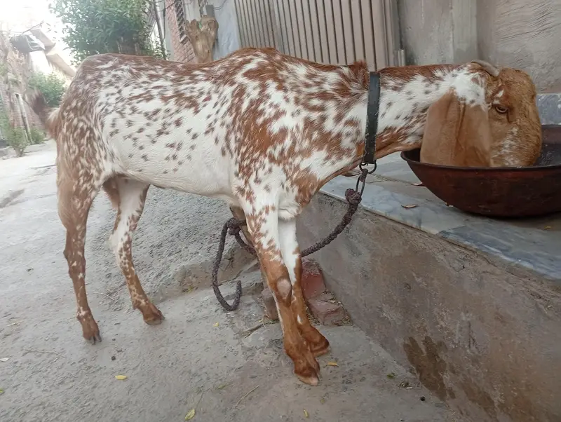 Makichinii Nasal 15 months ki hy 03007693236 — photo 5