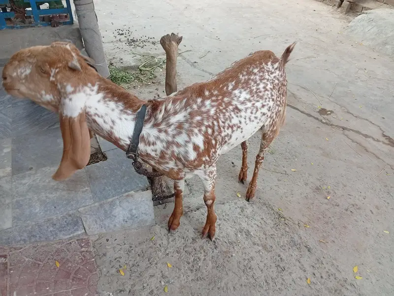 Makichinii Nasal 15 months ki hy 03007693236 — photo 7