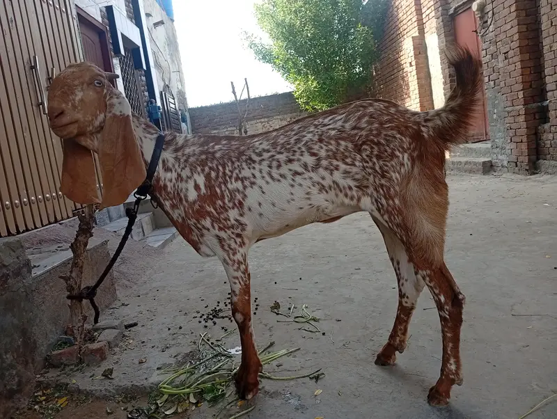 Makichinii Nasal 15 months ki hy 03007693236 — photo 8