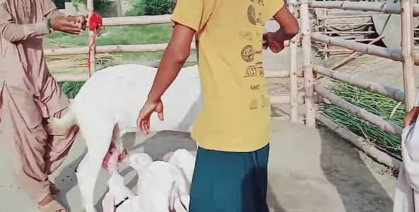 Rajanpuri Bakri For Sale __ 03279583582