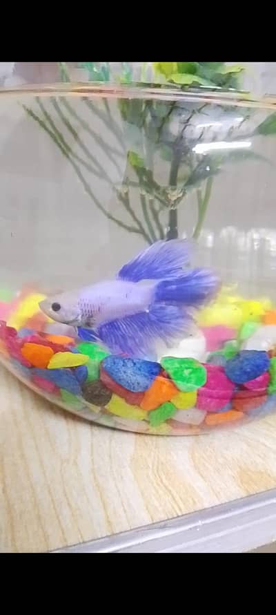 betta fish male
