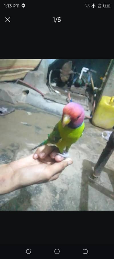 kashmiri bolna wala tota