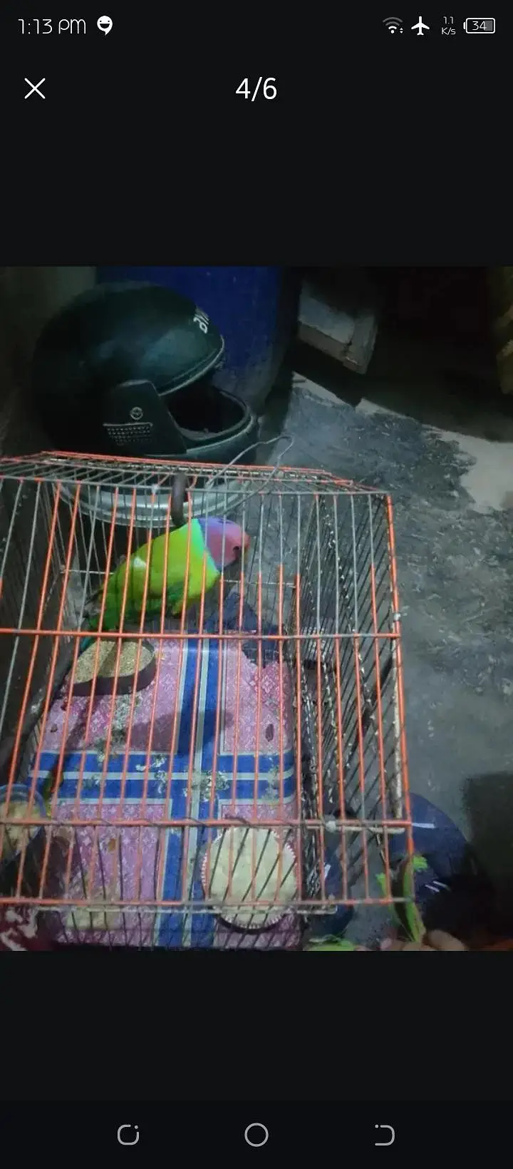 kashmiri bolna wala tota — photo 2