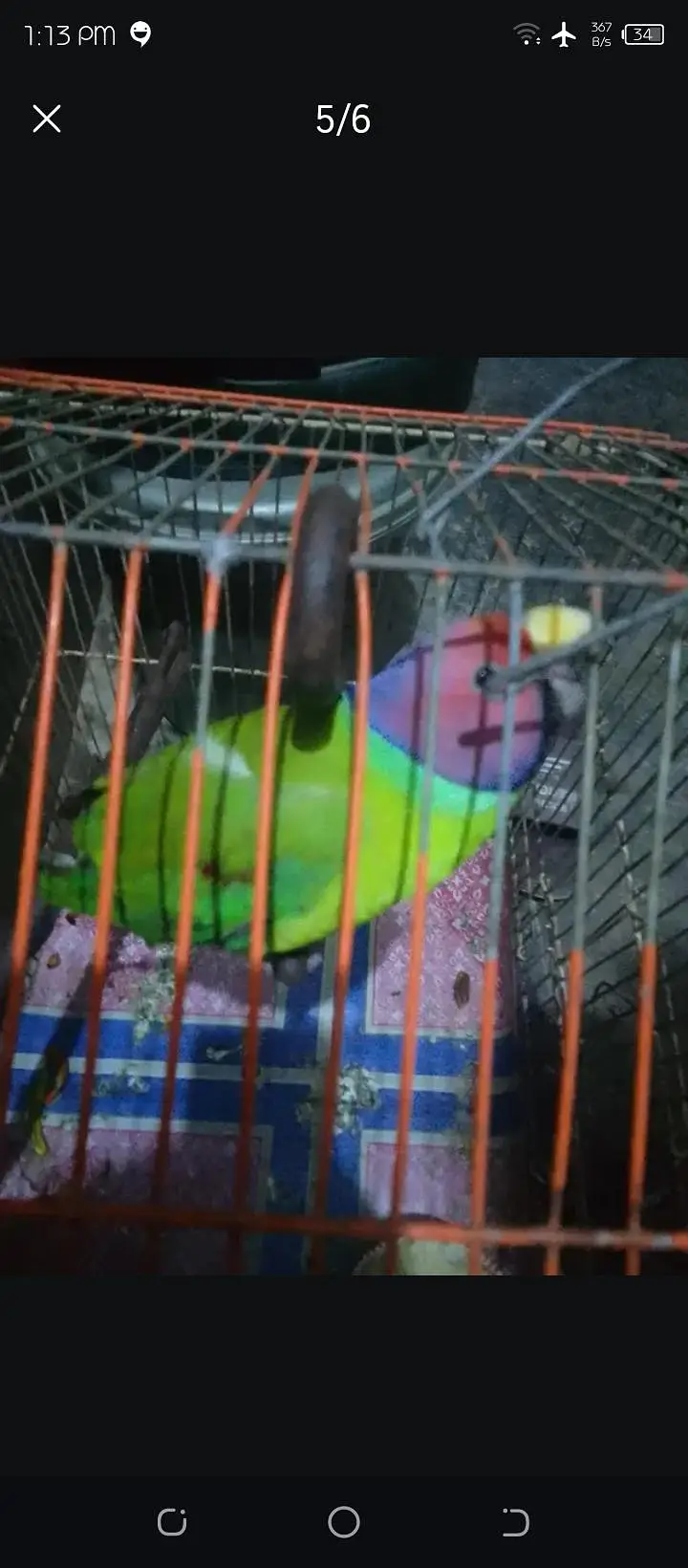 kashmiri bolna wala tota — photo 5
