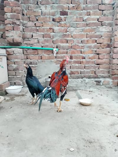 mainwali aseel  pair