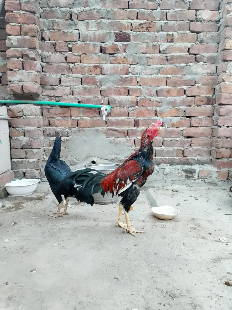 mainwali aseel  pair — photo 2