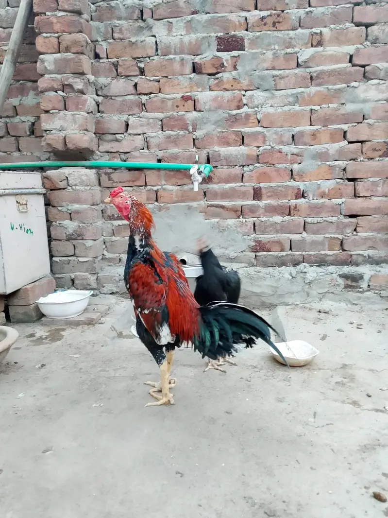 mainwali aseel  pair — photo 3