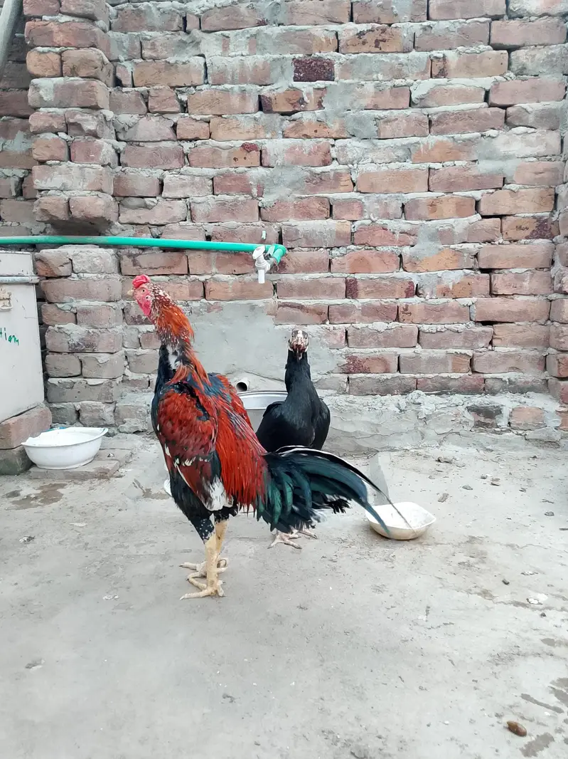 mainwali aseel  pair — photo 4