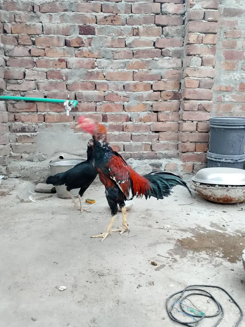 mainwali aseel  pair — photo 5