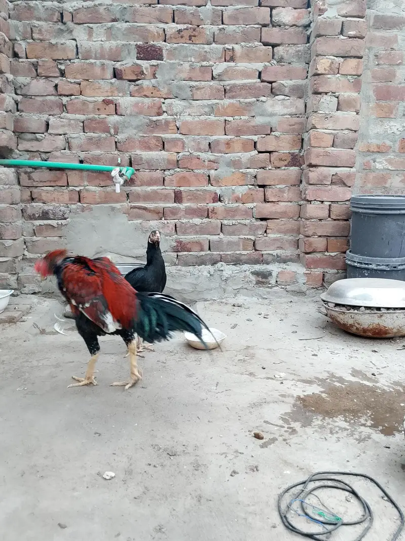 mainwali aseel  pair — photo 6