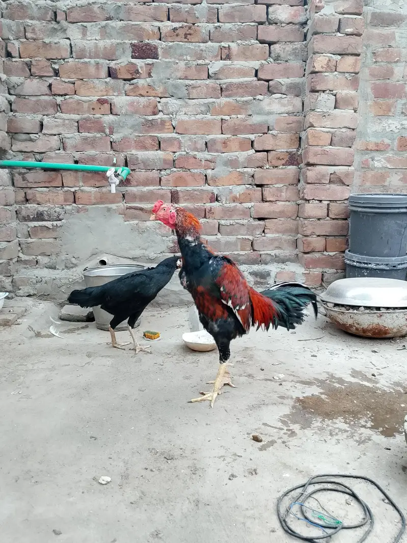 mainwali aseel  pair — photo 7