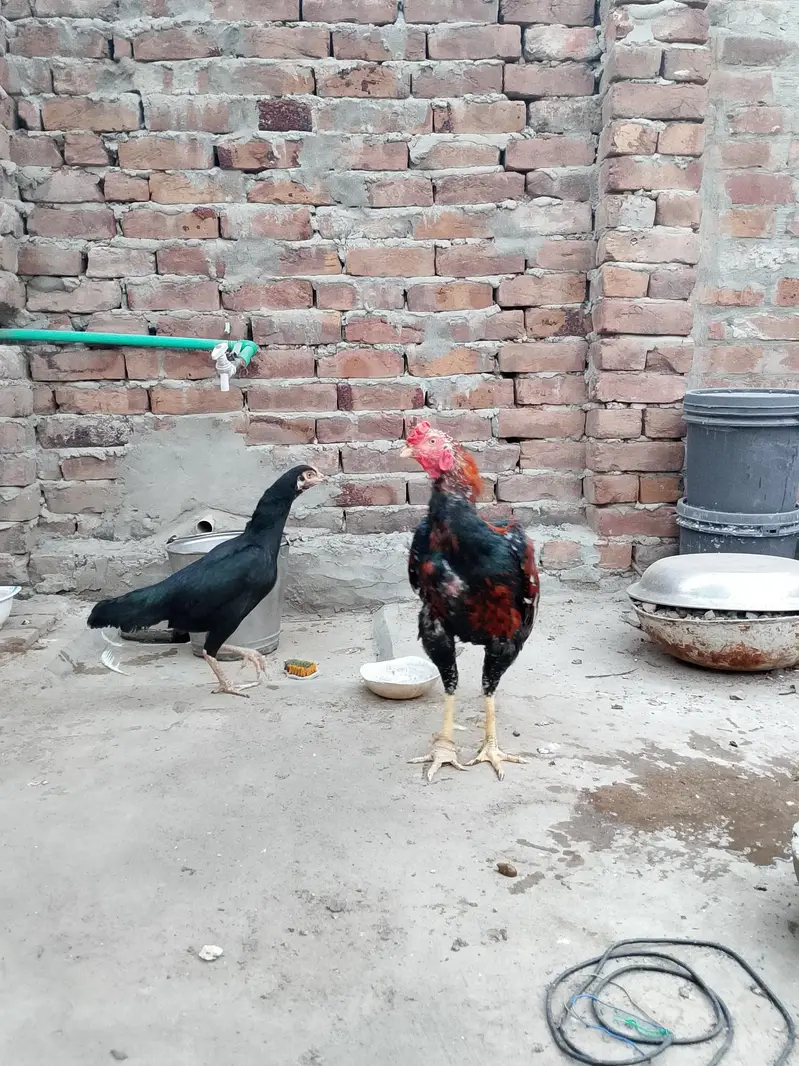 mainwali aseel  pair — photo 8