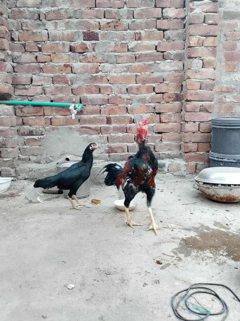 mainwali aseel  pair — photo 9