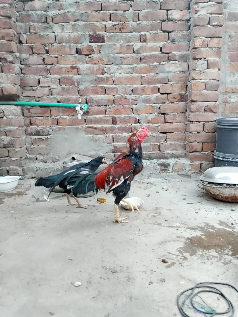 mainwali aseel  pair — photo 10