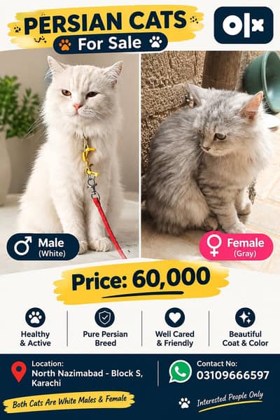Persian cats for sale --White male & Female |Karachi pk60k