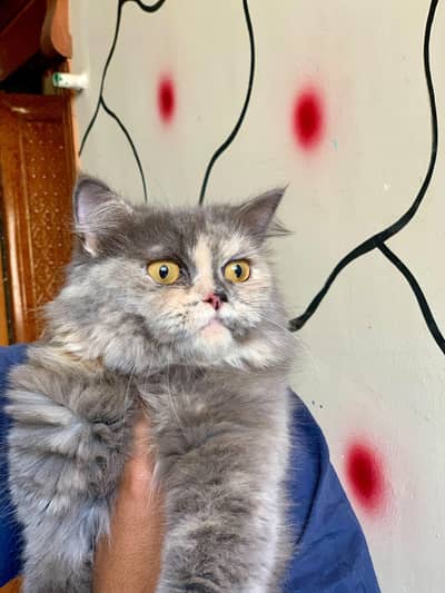 Gary and white female cat