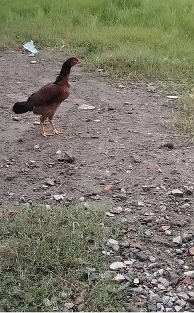 pure Desi Hens