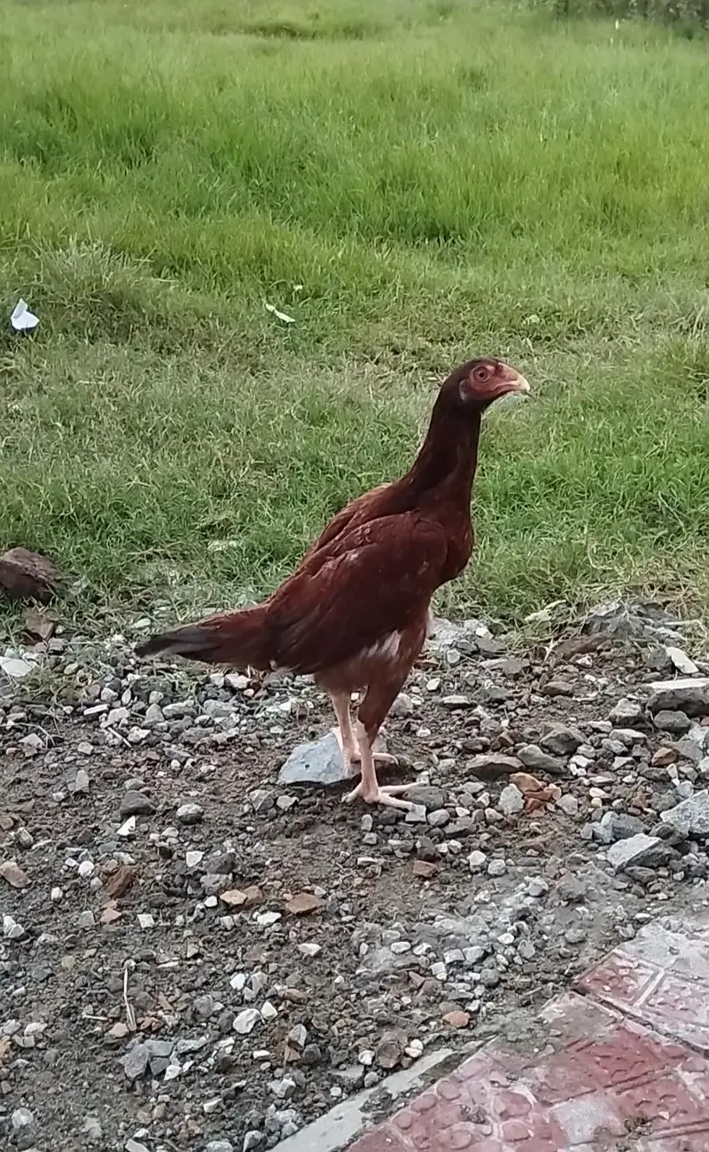 pure Desi Hens — photo 2