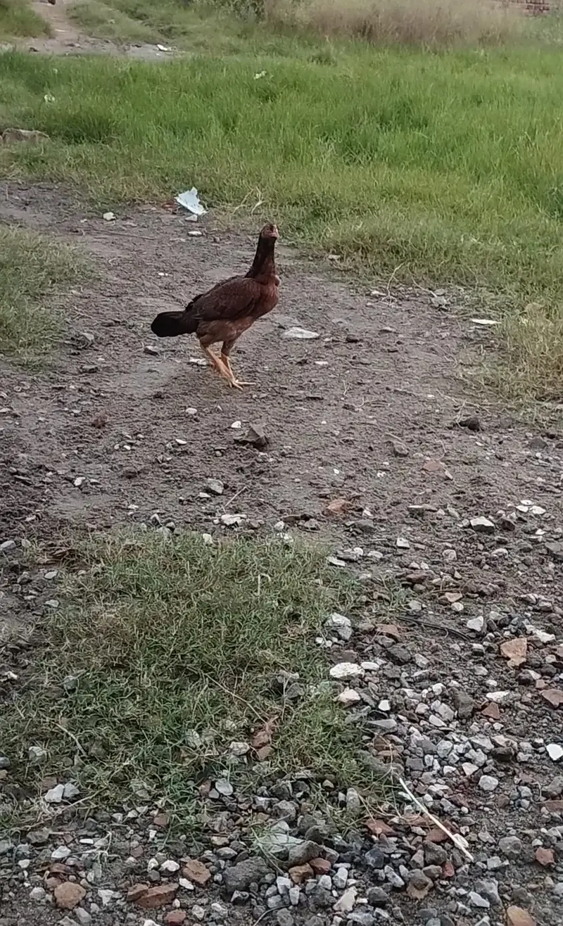 pure Desi Hens — photo 3