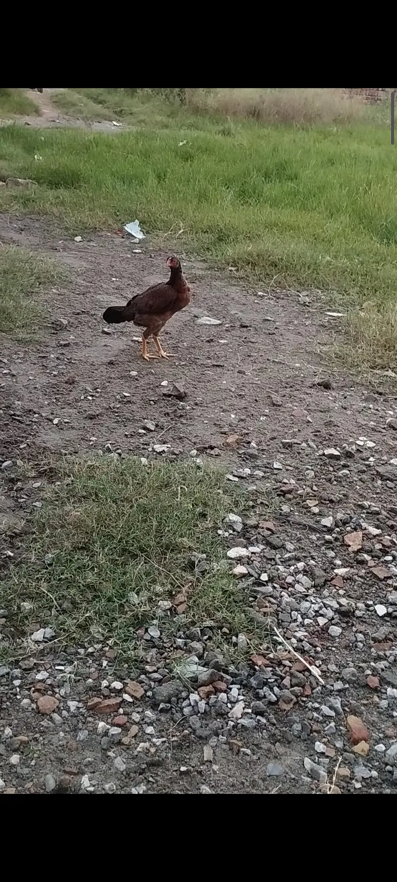 pure Desi Hens — photo 4