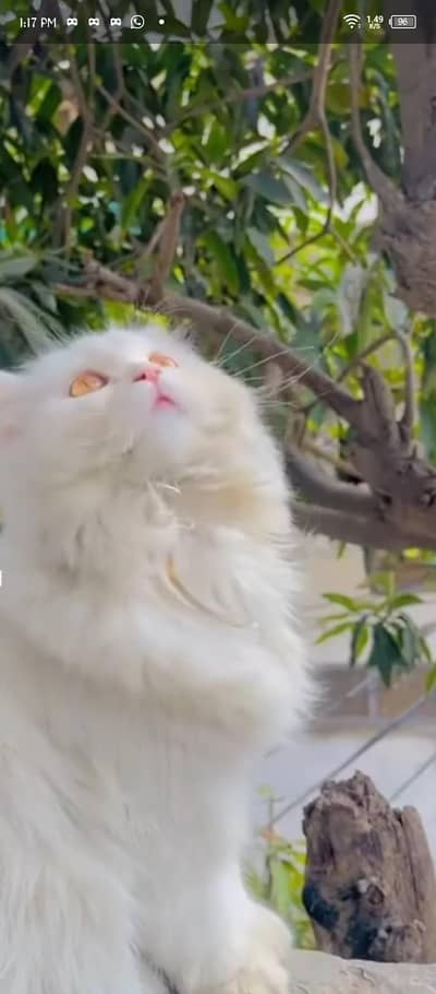 Persian cat|White color| green eyes|vaccinated|18 month age