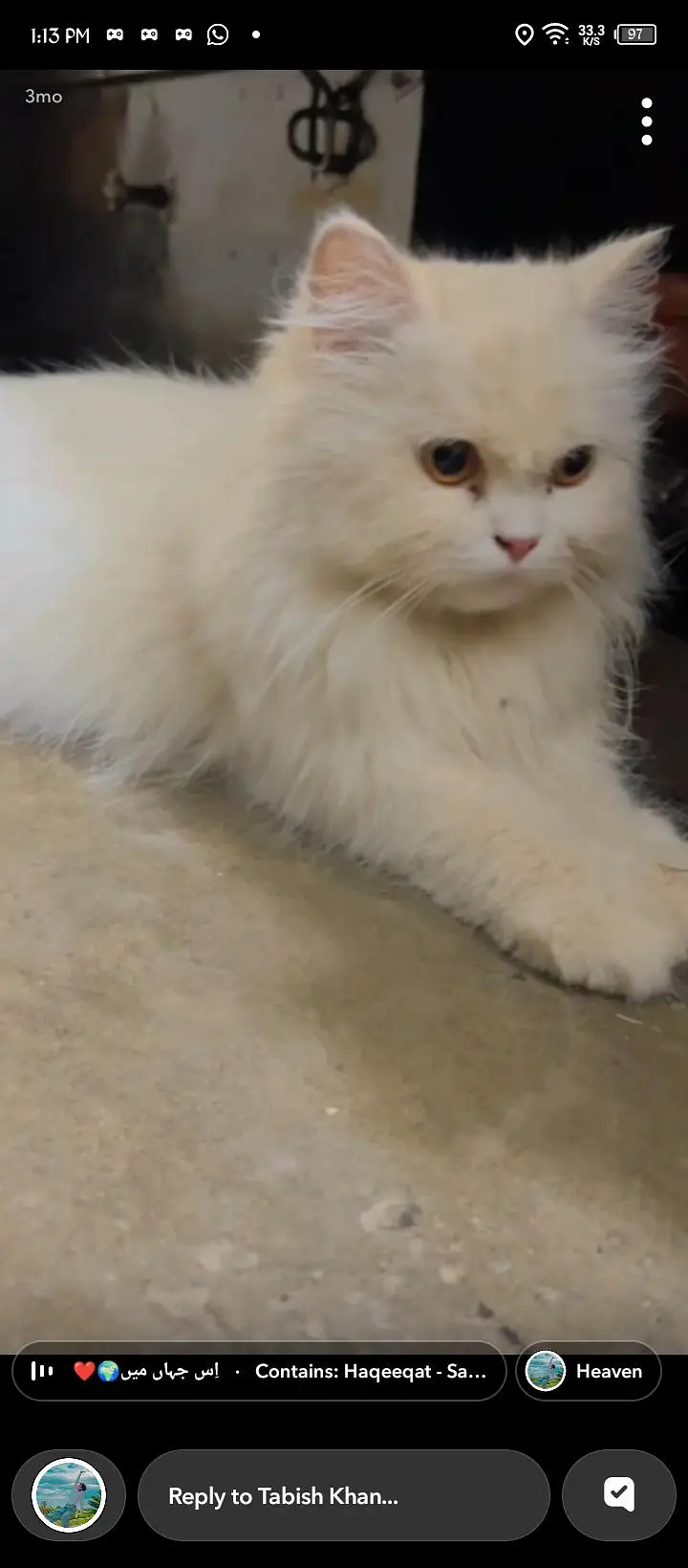 Persian cat|White color| green eyes|vaccinated|18 month age — photo 3