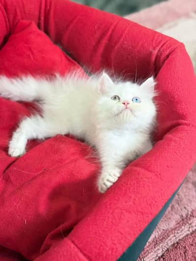 Tripal coated breader 1 male 2 female for sale