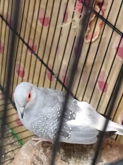 Dimond dove