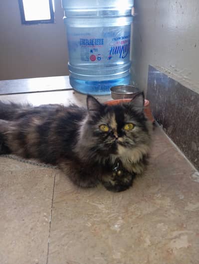 zero punch face Calico female