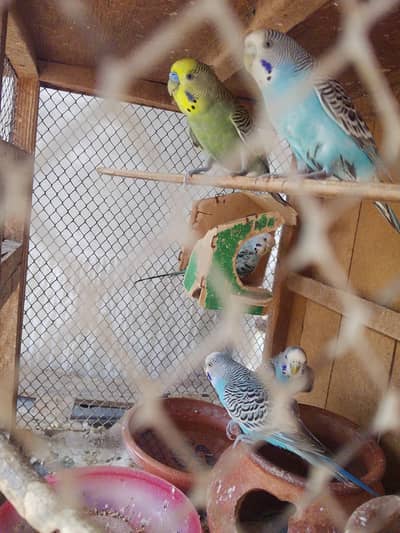 Australian Birds
