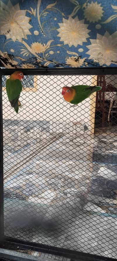 love birds