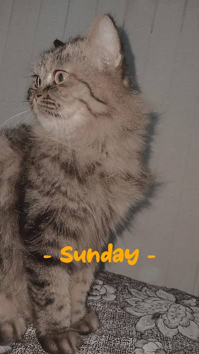 i want to give this cat to a pet lover