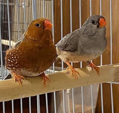 Half orange and others Finch  Healthy and Active urjant sale