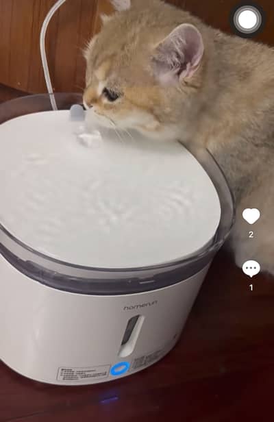 HomeRun Smart Water Fountain Cat & Dog Water Dispenser