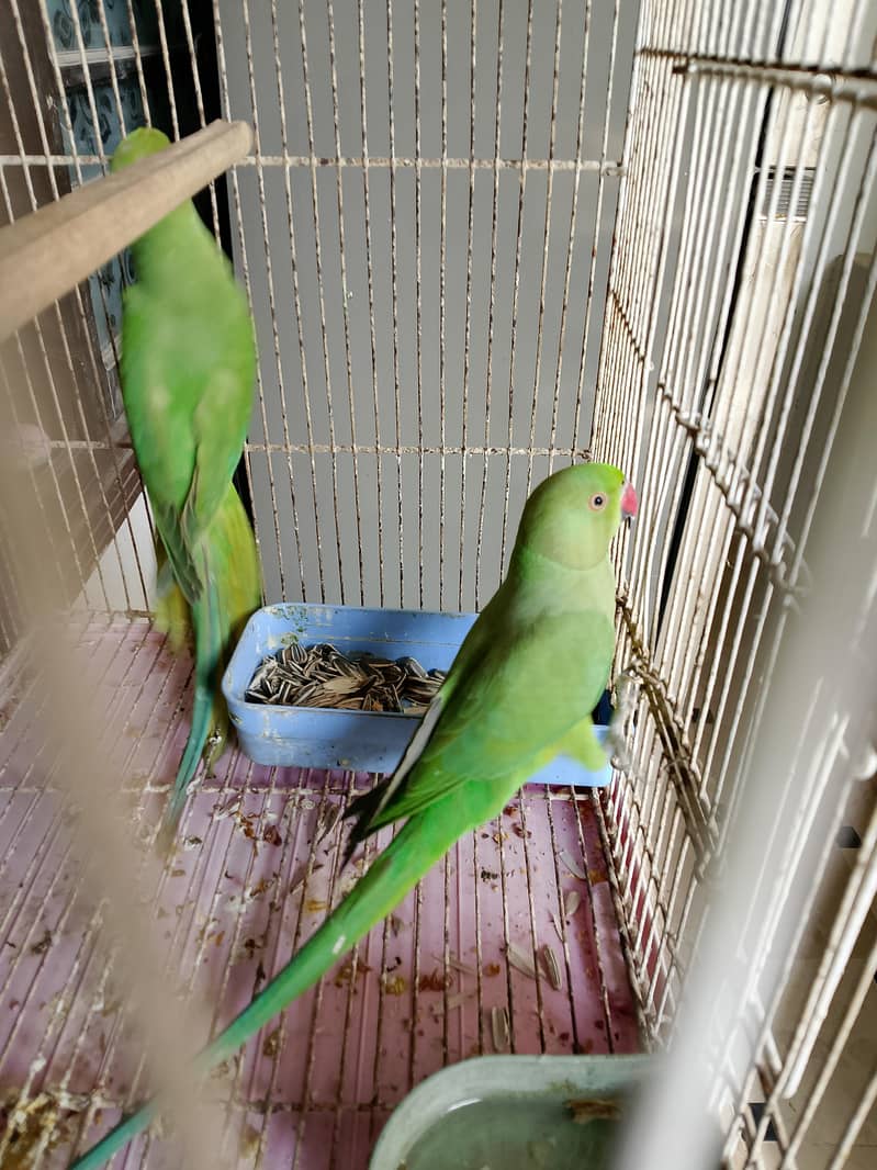 Green ringneck pair 0
