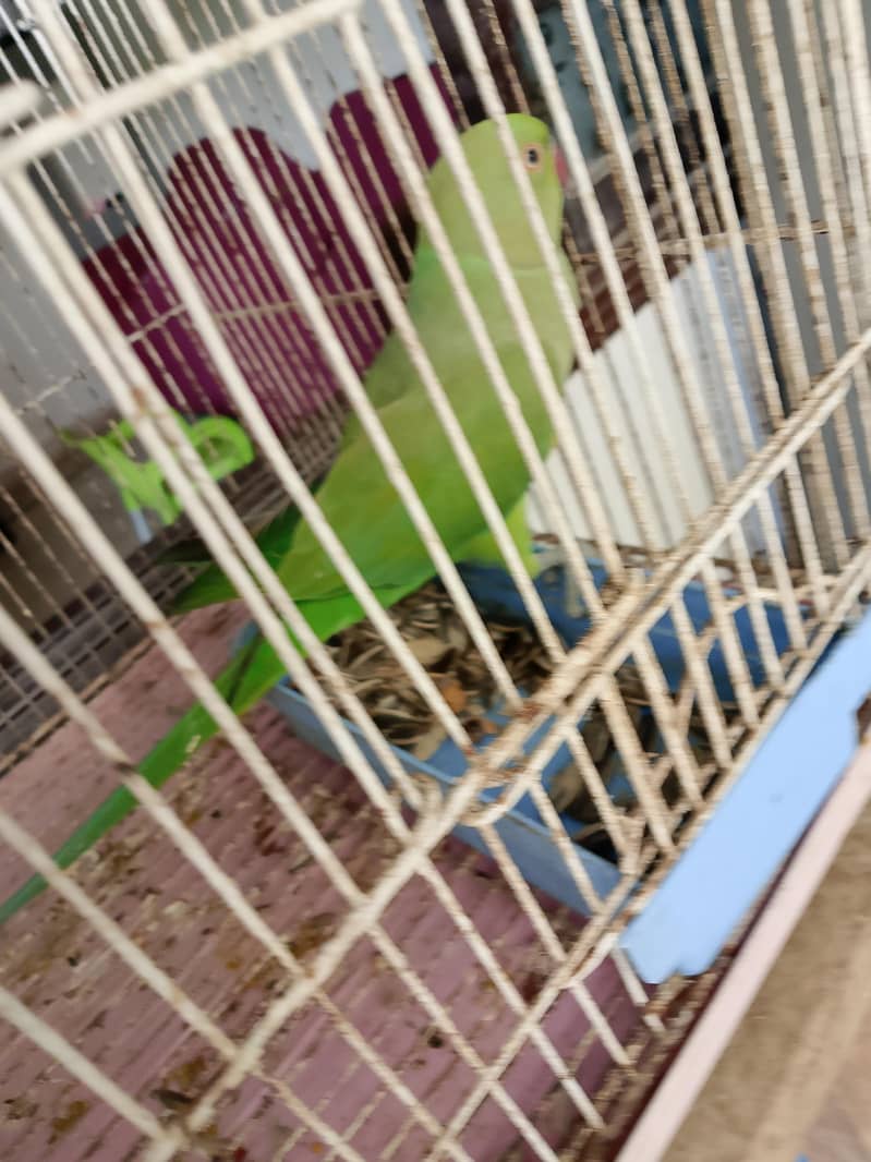 Green ringneck pair 1
