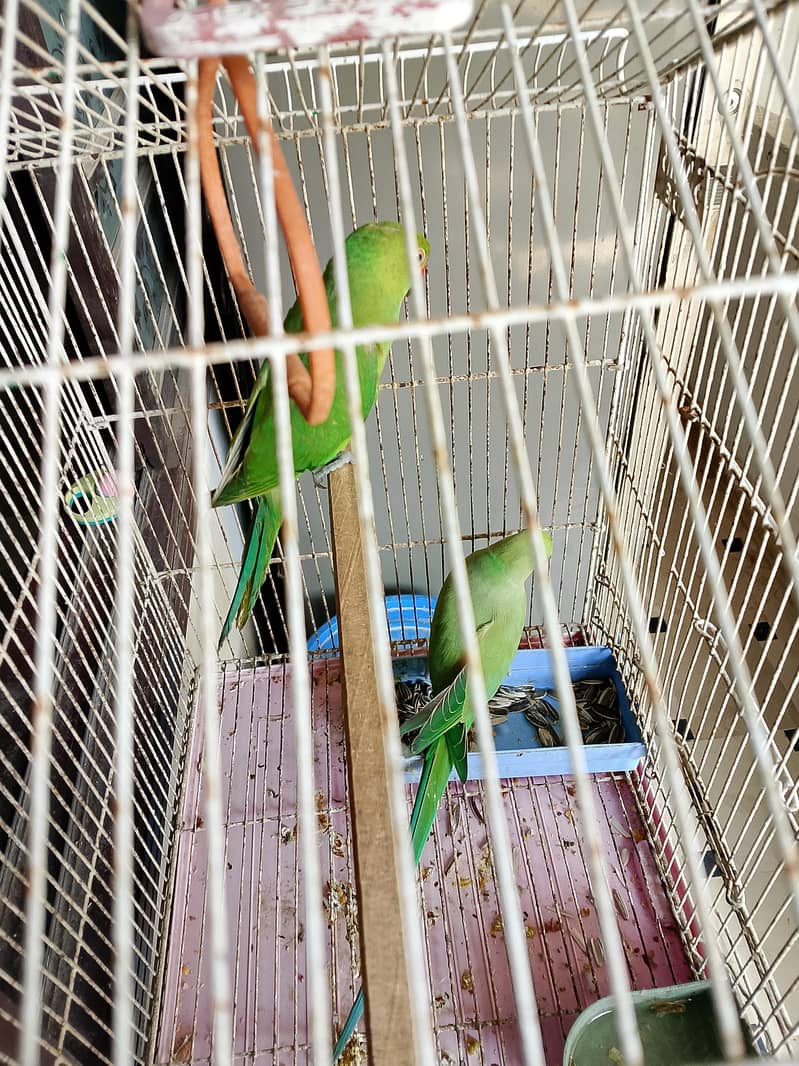 Green ringneck pair 2