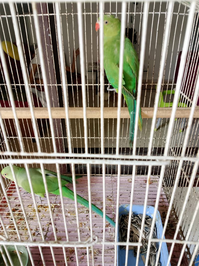 Green ringneck pair 3