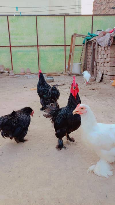 bantam pair black and white egg be dye rahe hain