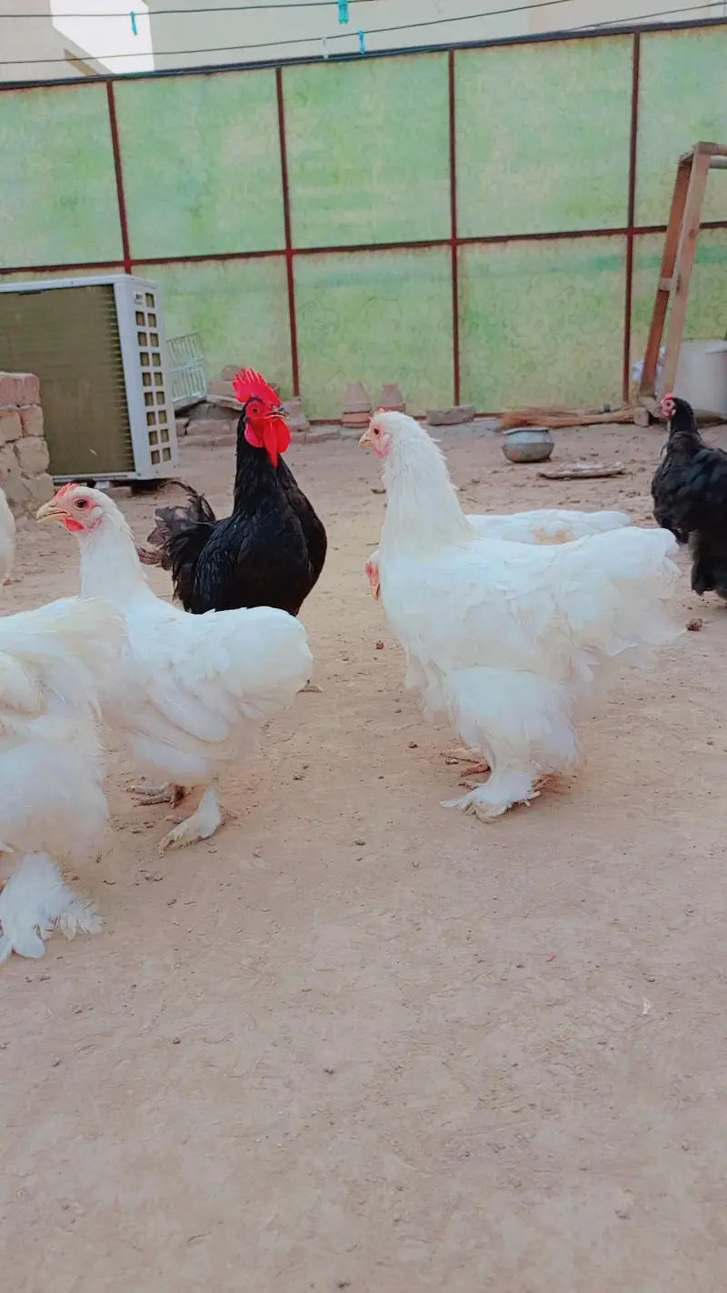 bantam pair black and white egg be dye rahe hain — photo 2