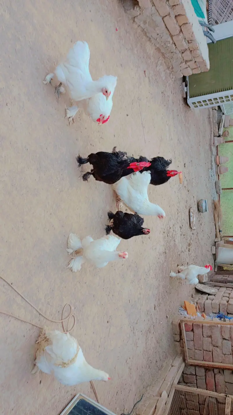bantam pair black and white egg be dye rahe hain — photo 3