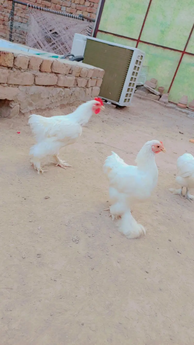 bantam pair black and white egg be dye rahe hain — photo 4